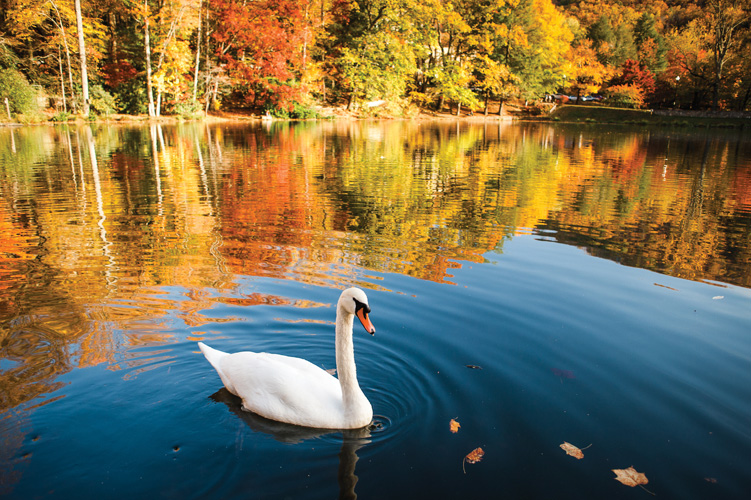 Παραβάν με ψηφιακή εκτύπωση σε βαμβακερό καμβά υψηλής ποιότητας, ειδικό για ψηφιακή εκτύπωση. Ιδανικό για διακόσμηση και σαν διαχωριστικό εσωτερικών χώρων.