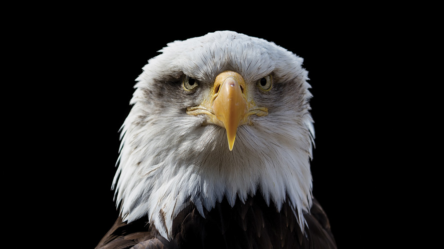 Παραβάν με ψηφιακή εκτύπωση σε βαμβακερό καμβά υψηλής ποιότητας, ειδικό για ψηφιακή εκτύπωση. Ιδανικό για διακόσμηση και σαν διαχωριστικό εσωτερικών χώρων.