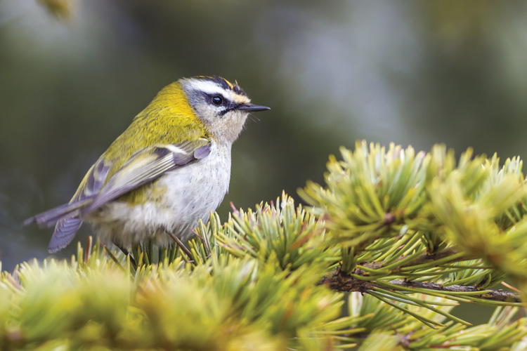 Παραβάν με ψηφιακή εκτύπωση σε βαμβακερό καμβά υψηλής ποιότητας, ειδικό για ψηφιακή εκτύπωση. Ιδανικό για διακόσμηση και σαν διαχωριστικό εσωτερικών χώρων.