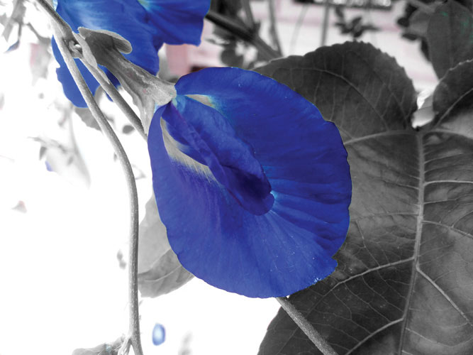 Παραβάν με ψηφιακή εκτύπωση σε βαμβακερό καμβά υψηλής ποιότητας, ειδικό για ψηφιακή εκτύπωση.Ιδανικό για διακόσμηση και σαν διαχωριστικό εσωτερικών χώρων.