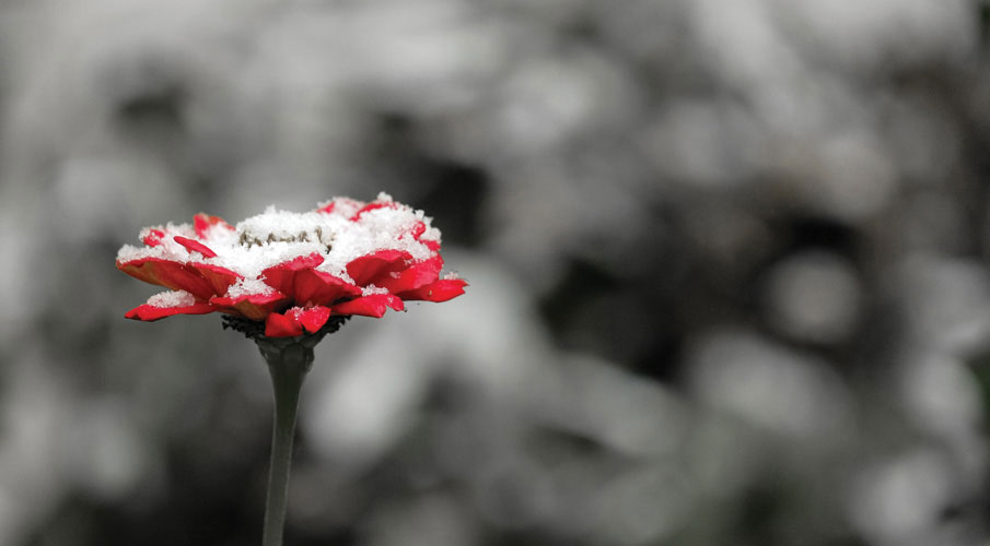 Παραβάν με ψηφιακή εκτύπωση σε βαμβακερό καμβά υψηλής ποιότητας, ειδικό για ψηφιακή εκτύπωση.Ιδανικό για διακόσμηση και σαν διαχωριστικό εσωτερικών χώρων.