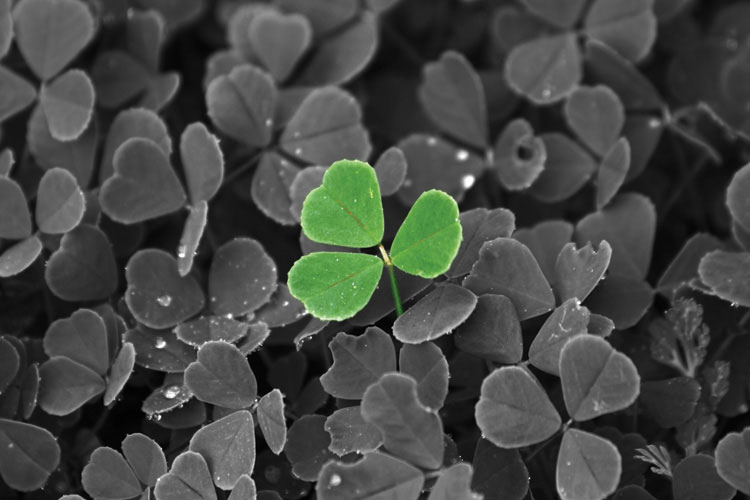 Παραβάν με ψηφιακή εκτύπωση σε βαμβακερό καμβά υψηλής ποιότητας, ειδικό για ψηφιακή εκτύπωση.Ιδανικό για διακόσμηση και σαν διαχωριστικό εσωτερικών χώρων.