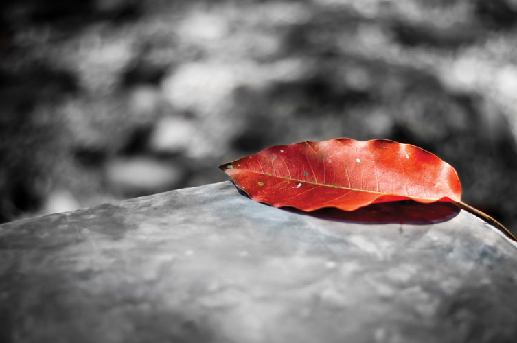 Παραβάν με ψηφιακή εκτύπωση σε βαμβακερό καμβά υψηλής ποιότητας, ειδικό για ψηφιακή εκτύπωση.Ιδανικό για διακόσμηση και σαν διαχωριστικό εσωτερικών χώρων.