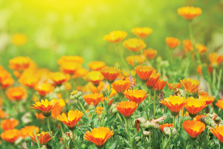 Παραβάν με ψηφιακή εκτύπωση σε βαμβακερό καμβά υψηλής ποιότητας, ειδικό για ψηφιακή εκτύπωση. Ιδανικό για διακόσμηση και σαν διαχωριστικό εσωτερικών χώρων.