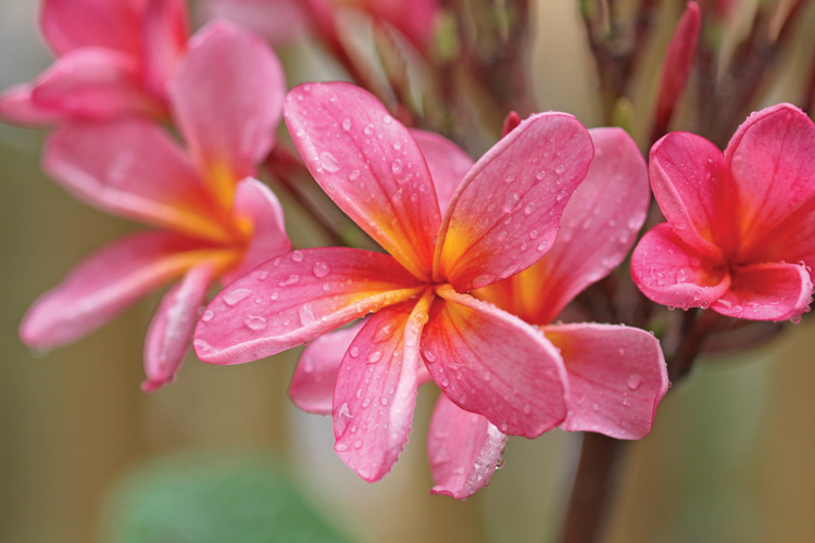 Παραβάν με ψηφιακή εκτύπωση σε βαμβακερό καμβά υψηλής ποιότητας, ειδικό για ψηφιακή εκτύπωση. Ιδανικό για διακόσμηση και σαν διαχωριστικό εσωτερικών χώρων.