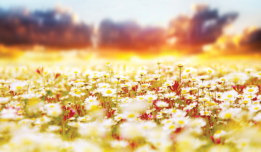 Παραβάν με ψηφιακή εκτύπωση σε βαμβακερό καμβά υψηλής ποιότητας, ειδικό για ψηφιακή εκτύπωση. Ιδανικό για διακόσμηση και σαν διαχωριστικό εσωτερικών χώρων.