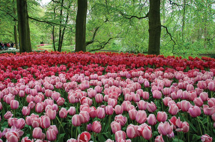 Παραβάν με ψηφιακή εκτύπωση σε βαμβακερό καμβά υψηλής ποιότητας, ειδικό για ψηφιακή εκτύπωση. Ιδανικό για διακόσμηση και σαν διαχωριστικό εσωτερικών χώρων.