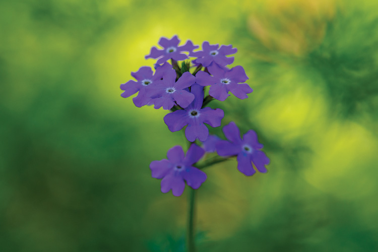 Παραβάν με ψηφιακή εκτύπωση σε βαμβακερό καμβά υψηλής ποιότητας, ειδικό για ψηφιακή εκτύπωση. Ιδανικό για διακόσμηση και σαν διαχωριστικό εσωτερικών χώρων.