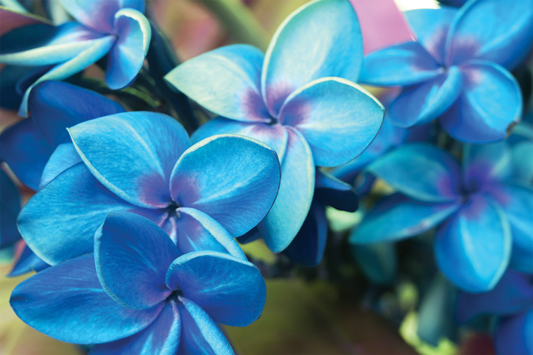 Παραβάν με ψηφιακή εκτύπωση σε βαμβακερό καμβά υψηλής ποιότητας, ειδικό για ψηφιακή εκτύπωση. Ιδανικό για διακόσμηση και σαν διαχωριστικό εσωτερικών χώρων.