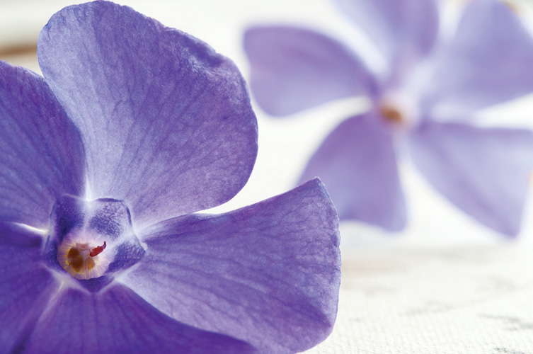 Παραβάν με ψηφιακή εκτύπωση σε βαμβακερό καμβά υψηλής ποιότητας, ειδικό για ψηφιακή εκτύπωση. Ιδανικό για διακόσμηση και σαν διαχωριστικό εσωτερικών χώρων.