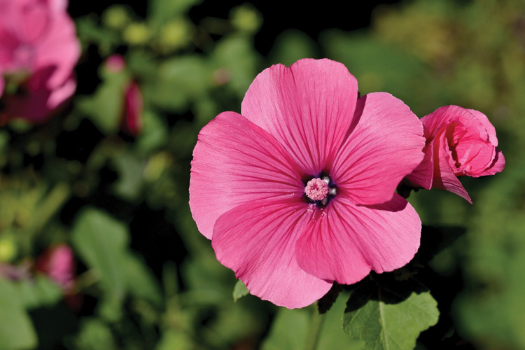 Παραβάν με ψηφιακή εκτύπωση σε βαμβακερό καμβά υψηλής ποιότητας, ειδικό για ψηφιακή εκτύπωση. Ιδανικό για διακόσμηση και σαν διαχωριστικό εσωτερικών χώρων.