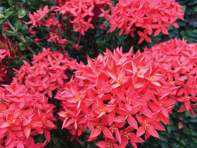 Παραβάν με ψηφιακή εκτύπωση σε βαμβακερό καμβά υψηλής ποιότητας, ειδικό για ψηφιακή εκτύπωση. Ιδανικό για διακόσμηση και σαν διαχωριστικό εσωτερικών χώρων.