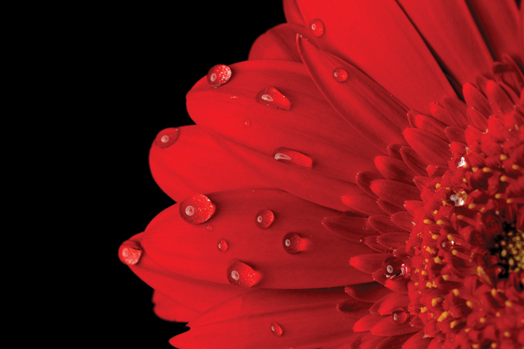 Παραβάν με ψηφιακή εκτύπωση σε βαμβακερό καμβά υψηλής ποιότητας, ειδικό για ψηφιακή εκτύπωση. Ιδανικό για διακόσμηση και σαν διαχωριστικό εσωτερικών χώρων.