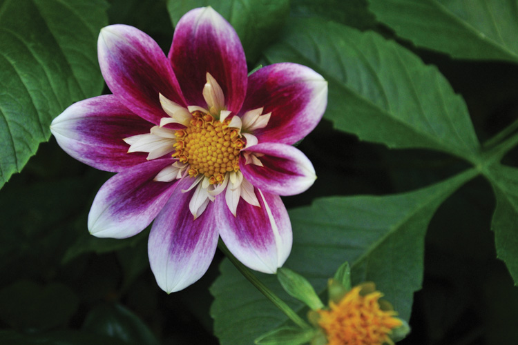 Παραβάν με ψηφιακή εκτύπωση σε βαμβακερό καμβά υψηλής ποιότητας, ειδικό για ψηφιακή εκτύπωση. Ιδανικό για διακόσμηση και σαν διαχωριστικό εσωτερικών χώρων.