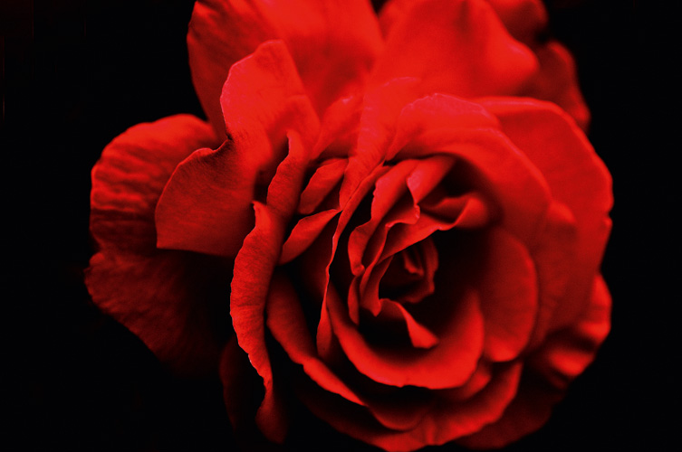 Παραβάν με ψηφιακή εκτύπωση σε βαμβακερό καμβά υψηλής ποιότητας, ειδικό για ψηφιακή εκτύπωση. Ιδανικό για διακόσμηση και σαν διαχωριστικό εσωτερικών χώρων.