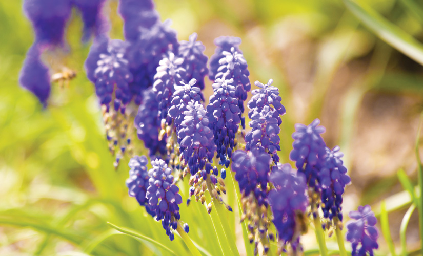 Παραβάν με ψηφιακή εκτύπωση σε βαμβακερό καμβά υψηλής ποιότητας, ειδικό για ψηφιακή εκτύπωση. Ιδανικό για διακόσμηση και σαν διαχωριστικό εσωτερικών χώρων.