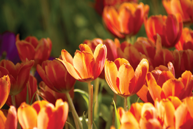 Παραβάν με ψηφιακή εκτύπωση σε βαμβακερό καμβά υψηλής ποιότητας, ειδικό για ψηφιακή εκτύπωση. Ιδανικό για διακόσμηση και σαν διαχωριστικό εσωτερικών χώρων.