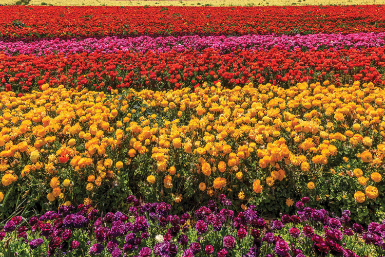 Παραβάν με ψηφιακή εκτύπωση σε βαμβακερό καμβά υψηλής ποιότητας, ειδικό για ψηφιακή εκτύπωση. Ιδανικό για διακόσμηση και σαν διαχωριστικό εσωτερικών χώρων.