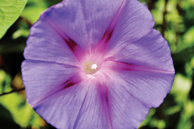 Παραβάν με ψηφιακή εκτύπωση σε βαμβακερό καμβά υψηλής ποιότητας, ειδικό για ψηφιακή εκτύπωση. Ιδανικό για διακόσμηση και σαν διαχωριστικό εσωτερικών χώρων.