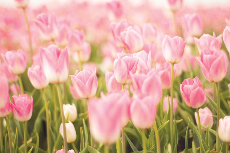 Παραβάν με ψηφιακή εκτύπωση σε βαμβακερό καμβά υψηλής ποιότητας, ειδικό για ψηφιακή εκτύπωση. Ιδανικό για διακόσμηση και σαν διαχωριστικό εσωτερικών χώρων.