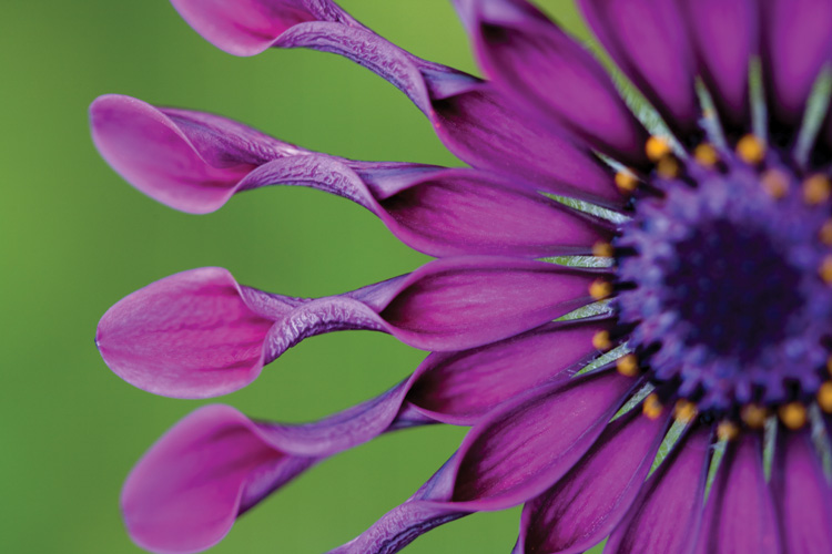 Παραβάν με ψηφιακή εκτύπωση σε βαμβακερό καμβά υψηλής ποιότητας, ειδικό για ψηφιακή εκτύπωση. Ιδανικό για διακόσμηση και σαν διαχωριστικό εσωτερικών χώρων.