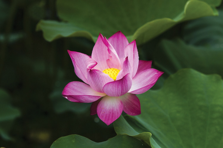 Παραβάν με ψηφιακή εκτύπωση σε βαμβακερό καμβά υψηλής ποιότητας, ειδικό για ψηφιακή εκτύπωση. Ιδανικό για διακόσμηση και σαν διαχωριστικό εσωτερικών χώρων.