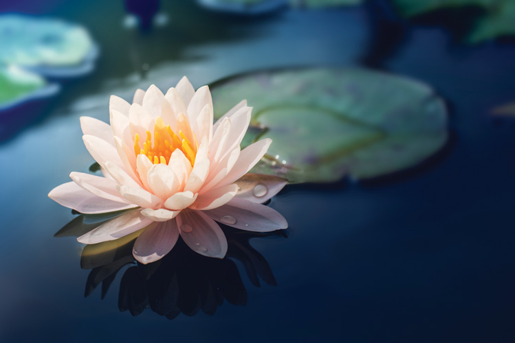 Παραβάν με ψηφιακή εκτύπωση σε βαμβακερό καμβά υψηλής ποιότητας, ειδικό για ψηφιακή εκτύπωση. Ιδανικό για διακόσμηση και σαν διαχωριστικό εσωτερικών χώρων.