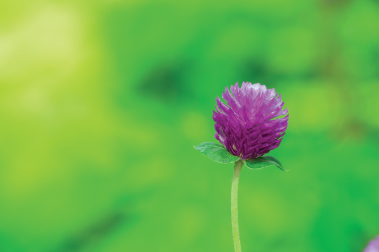 Παραβάν με ψηφιακή εκτύπωση σε βαμβακερό καμβά υψηλής ποιότητας, ειδικό για ψηφιακή εκτύπωση. Ιδανικό για διακόσμηση και σαν διαχωριστικό εσωτερικών χώρων.