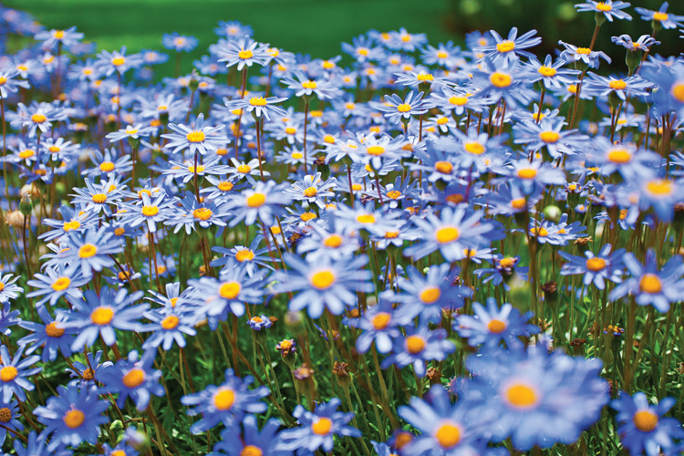 Παραβάν με ψηφιακή εκτύπωση σε βαμβακερό καμβά υψηλής ποιότητας, ειδικό για ψηφιακή εκτύπωση. Ιδανικό για διακόσμηση και σαν διαχωριστικό εσωτερικών χώρων.