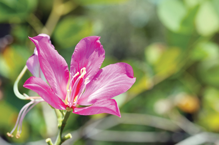 Παραβάν με ψηφιακή εκτύπωση σε βαμβακερό καμβά υψηλής ποιότητας, ειδικό για ψηφιακή εκτύπωση. Ιδανικό για διακόσμηση και σαν διαχωριστικό εσωτερικών χώρων.