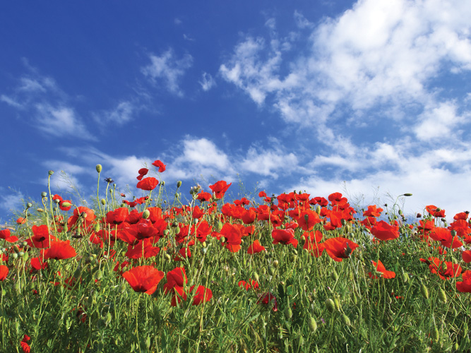Παραβάν με ψηφιακή εκτύπωση σε βαμβακερό καμβά υψηλής ποιότητας, ειδικό για ψηφιακή εκτύπωση. Ιδανικό για διακόσμηση και σαν διαχωριστικό εσωτερικών χώρων.