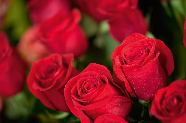 Παραβάν με ψηφιακή εκτύπωση σε βαμβακερό καμβά υψηλής ποιότητας, ειδικό για ψηφιακή εκτύπωση. Ιδανικό για διακόσμηση και σαν διαχωριστικό εσωτερικών χώρων.