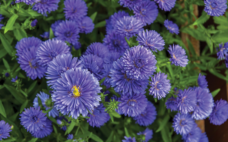 Παραβάν με ψηφιακή εκτύπωση σε βαμβακερό καμβά υψηλής ποιότητας, ειδικό για ψηφιακή εκτύπωση. Ιδανικό για διακόσμηση και σαν διαχωριστικό εσωτερικών χώρων.