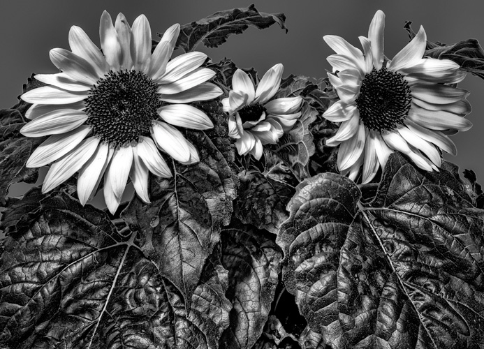 Παραβάν με ψηφιακή εκτύπωση σε βαμβακερό καμβά υψηλής ποιότητας, ειδικό για ψηφιακή εκτύπωση. Ιδανικό για διακόσμηση και σαν διαχωριστικό εσωτερικών χώρων.