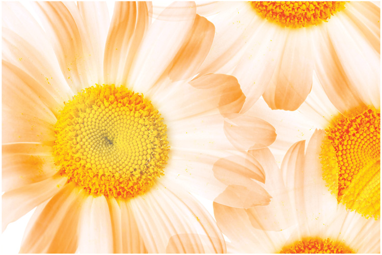 Παραβάν με ψηφιακή εκτύπωση σε βαμβακερό καμβά υψηλής ποιότητας, ειδικό για ψηφιακή εκτύπωση. Ιδανικό για διακόσμηση και σαν διαχωριστικό εσωτερικών χώρων.