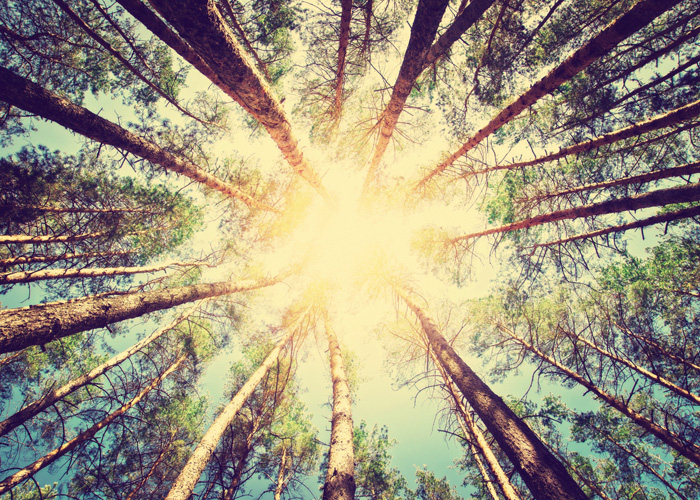 Παραβάν με ψηφιακή εκτύπωση σε βαμβακερό καμβά υψηλής ποιότητας, ειδικό για ψηφιακή εκτύπωση. Ιδανικό για διακόσμηση και σαν διαχωριστικό εσωτερικών χώρων.