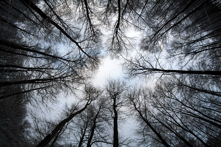 Παραβάν με ψηφιακή εκτύπωση σε βαμβακερό καμβά υψηλής ποιότητας, ειδικό για ψηφιακή εκτύπωση. Ιδανικό για διακόσμηση και σαν διαχωριστικό εσωτερικών χώρων.