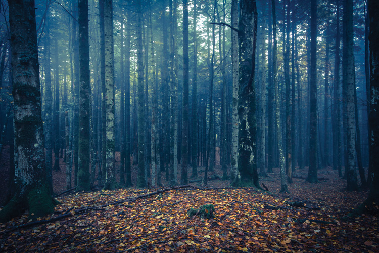 Παραβάν με ψηφιακή εκτύπωση σε βαμβακερό καμβά υψηλής ποιότητας, ειδικό για ψηφιακή εκτύπωση. Ιδανικό για διακόσμηση και σαν διαχωριστικό εσωτερικών χώρων.