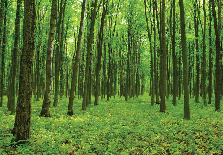 Παραβάν με ψηφιακή εκτύπωση σε βαμβακερό καμβά υψηλής ποιότητας, ειδικό για ψηφιακή εκτύπωση. Ιδανικό για διακόσμηση και σαν διαχωριστικό εσωτερικών χώρων.