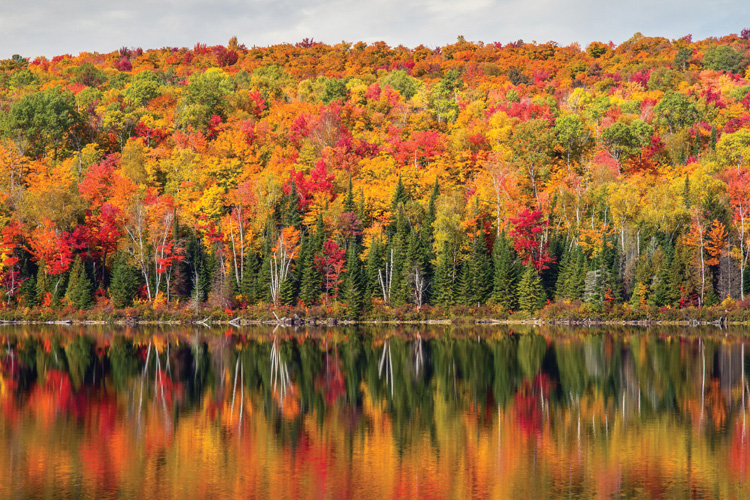 Παραβάν με ψηφιακή εκτύπωση σε βαμβακερό καμβά υψηλής ποιότητας, ειδικό για ψηφιακή εκτύπωση. Ιδανικό για διακόσμηση και σαν διαχωριστικό εσωτερικών χώρων.