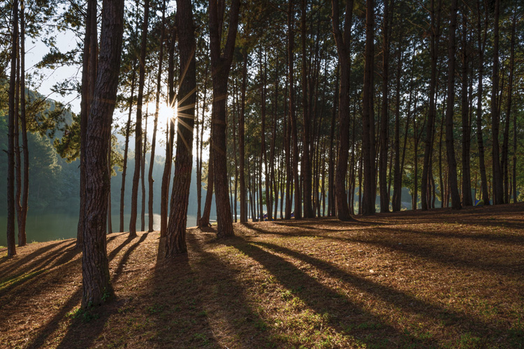 Παραβάν με ψηφιακή εκτύπωση σε βαμβακερό καμβά υψηλής ποιότητας, ειδικό για ψηφιακή εκτύπωση. Ιδανικό για διακόσμηση και σαν διαχωριστικό εσωτερικών χώρων.