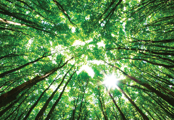 Παραβάν με ψηφιακή εκτύπωση σε βαμβακερό καμβά υψηλής ποιότητας, ειδικό για ψηφιακή εκτύπωση. Ιδανικό για διακόσμηση και σαν διαχωριστικό εσωτερικών χώρων.