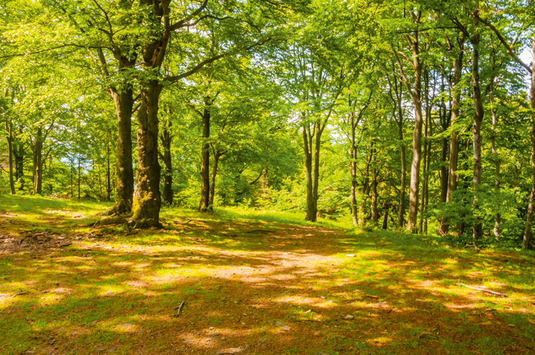 Παραβάν με ψηφιακή εκτύπωση σε βαμβακερό καμβά υψηλής ποιότητας, ειδικό για ψηφιακή εκτύπωση. Ιδανικό για διακόσμηση και σαν διαχωριστικό εσωτερικών χώρων.