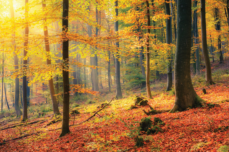 Παραβάν με ψηφιακή εκτύπωση σε βαμβακερό καμβά υψηλής ποιότητας, ειδικό για ψηφιακή εκτύπωση. Ιδανικό για διακόσμηση και σαν διαχωριστικό εσωτερικών χώρων.