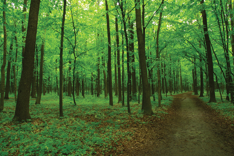 Παραβάν με ψηφιακή εκτύπωση σε βαμβακερό καμβά υψηλής ποιότητας, ειδικό για ψηφιακή εκτύπωση. Ιδανικό για διακόσμηση και σαν διαχωριστικό εσωτερικών χώρων.