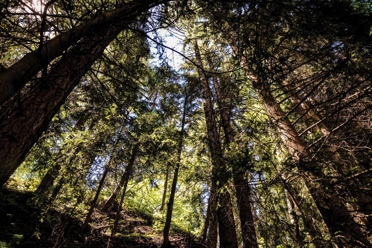 Παραβάν με ψηφιακή εκτύπωση σε βαμβακερό καμβά υψηλής ποιότητας, ειδικό για ψηφιακή εκτύπωση. Ιδανικό για διακόσμηση και σαν διαχωριστικό εσωτερικών χώρων.