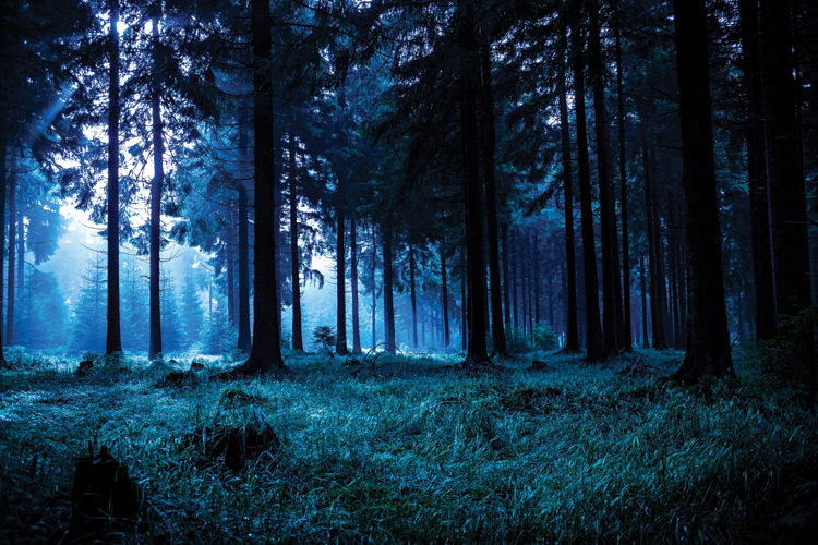 Παραβάν με ψηφιακή εκτύπωση σε βαμβακερό καμβά υψηλής ποιότητας, ειδικό για ψηφιακή εκτύπωση. Ιδανικό για διακόσμηση και σαν διαχωριστικό εσωτερικών χώρων.