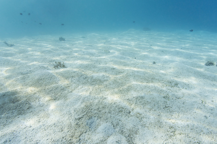 Παραβάν με ψηφιακή εκτύπωση σε βαμβακερό καμβά υψηλής ποιότητας, ειδικό για ψηφιακή εκτύπωση. Ιδανικό για διακόσμηση και σαν διαχωριστικό εσωτερικών χώρων.