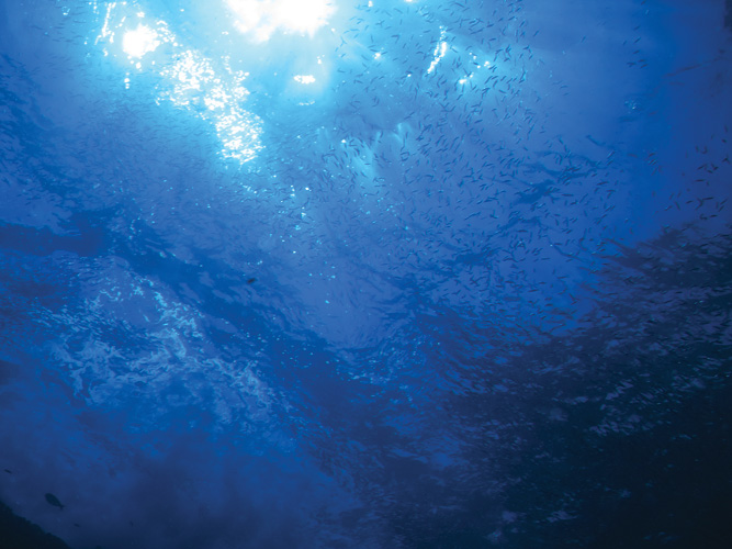 Παραβάν με ψηφιακή εκτύπωση σε βαμβακερό καμβά υψηλής ποιότητας, ειδικό για ψηφιακή εκτύπωση. Ιδανικό για διακόσμηση και σαν διαχωριστικό εσωτερικών χώρων.