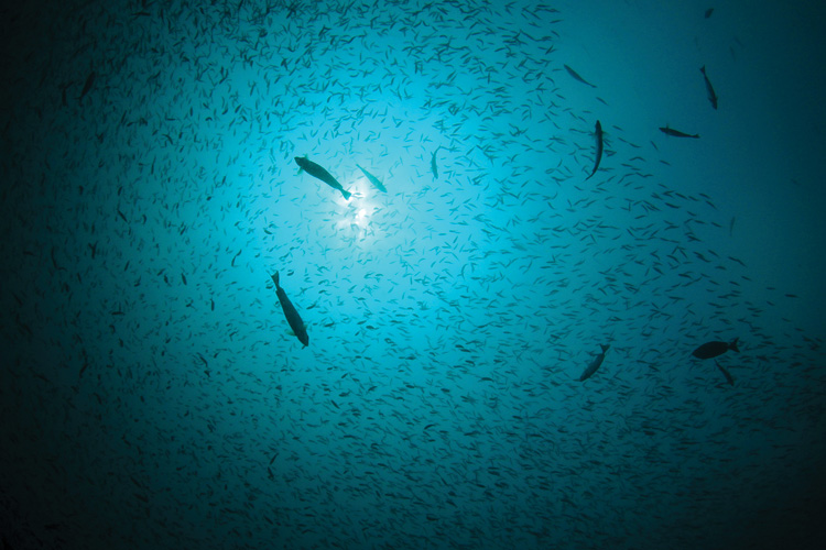 Παραβάν με ψηφιακή εκτύπωση σε βαμβακερό καμβά υψηλής ποιότητας, ειδικό για ψηφιακή εκτύπωση. Ιδανικό για διακόσμηση και σαν διαχωριστικό εσωτερικών χώρων.